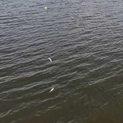 伊庭内湖ホンモロコ釣り